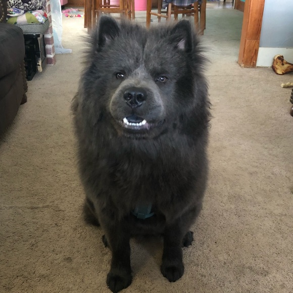 PET FRIENDLY HOME!!! ♥🐕 ♥🐕♥ - Picture 4 of 4